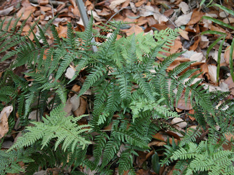 Dryopteris bissetiana