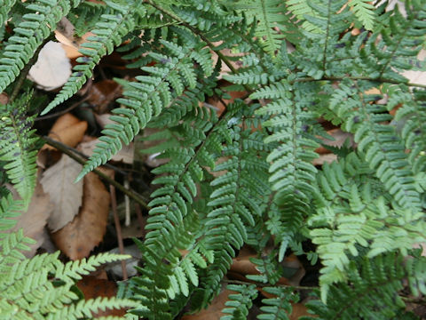 Dryopteris bissetiana