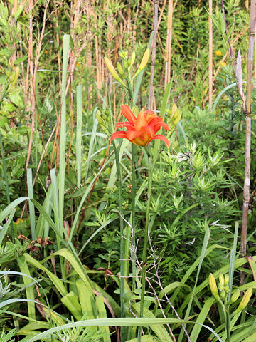 Hemerocallis fulva var. kwanso