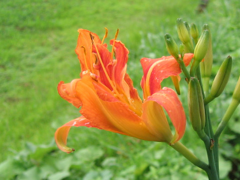 Hemerocallis fulva var. kwanso