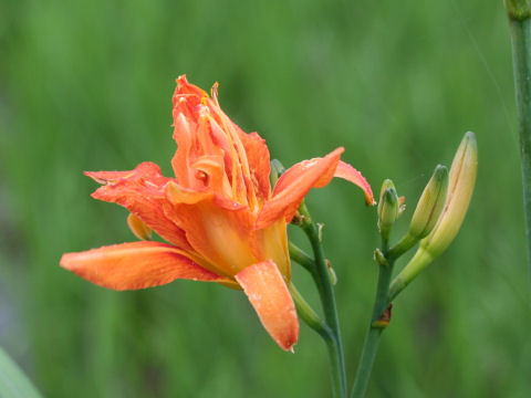 Hemerocallis fulva var. kwanso