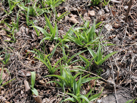 Hemerocallis fulva var. kwanso