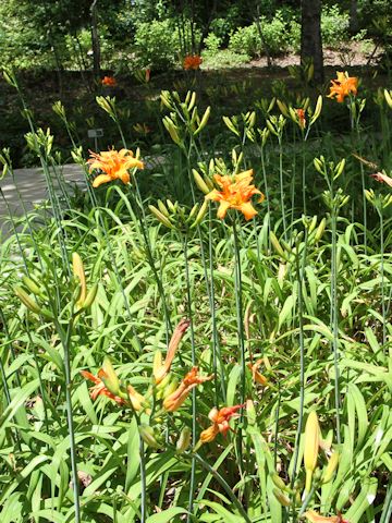 Hemerocallis fulva var. kwanso