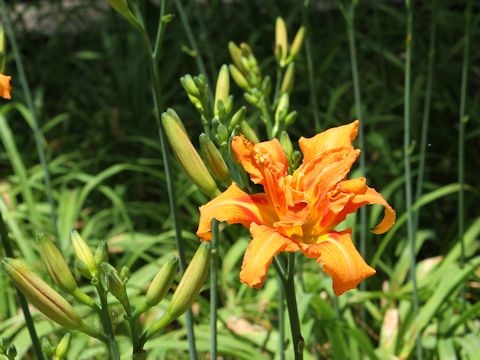 Hemerocallis fulva var. kwanso