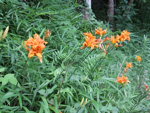 Hemerocallis fulva var. kwanso