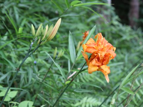 Hemerocallis fulva var. kwanso