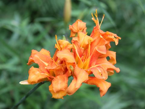 Hemerocallis fulva var. kwanso