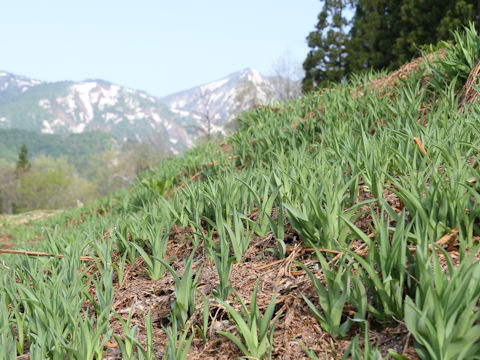 Hemerocallis fulva var. kwanso