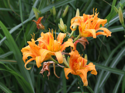 Hemerocallis fulva var. kwanso