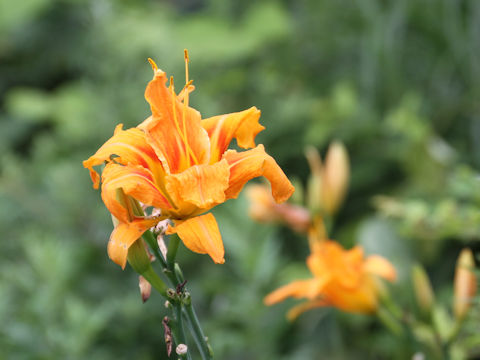 Hemerocallis fulva var. kwanso