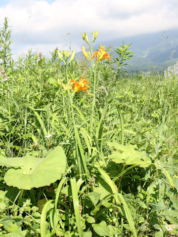 Hemerocallis fulva var. kwanso