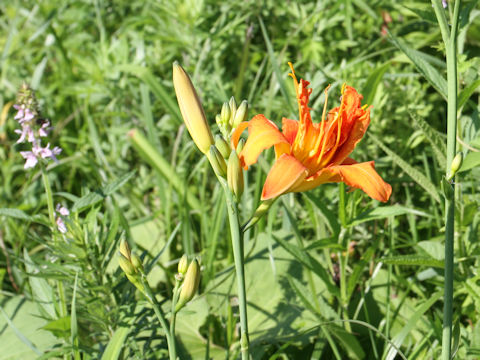 Hemerocallis fulva var. kwanso