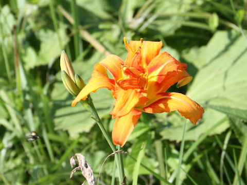 Hemerocallis fulva var. kwanso