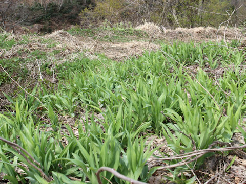 Hemerocallis fulva var. kwanso