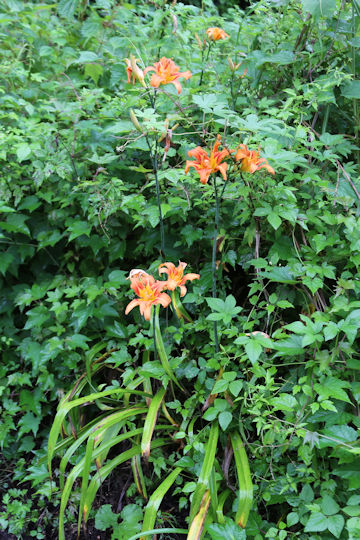Hemerocallis fulva var. kwanso
