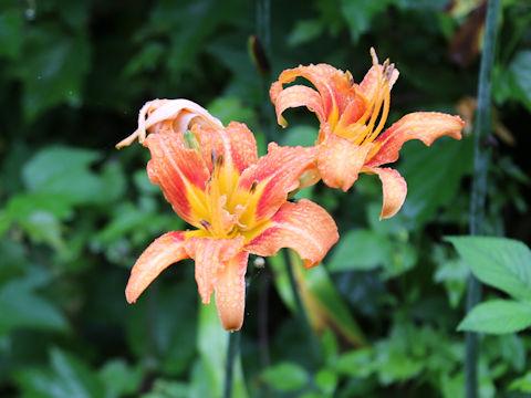 Hemerocallis fulva var. kwanso