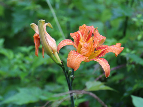 Hemerocallis fulva var. kwanso