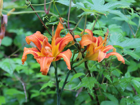 Hemerocallis fulva var. kwanso