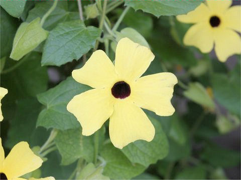 Thunbergia alata cv.