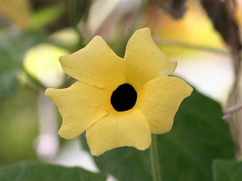 Thunbergia alata cv. Sundance