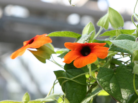 Thunbergia alata cv.