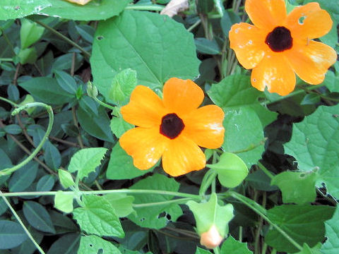 Thunbergia alata