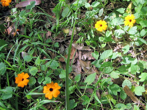 Thunbergia alata