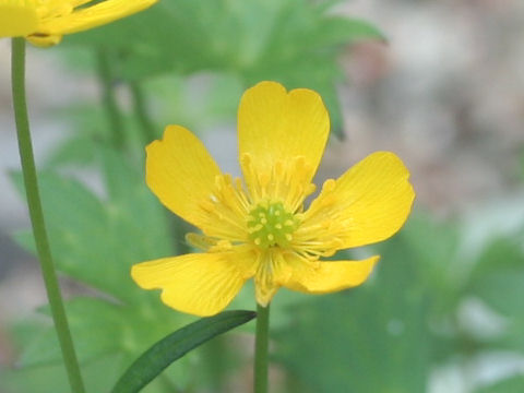 Ranunculus yatsugatakensis