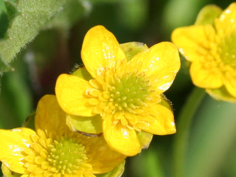 Ranunculus yatsugatakensis