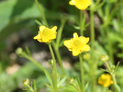 Ranunculus yatsugatakensis