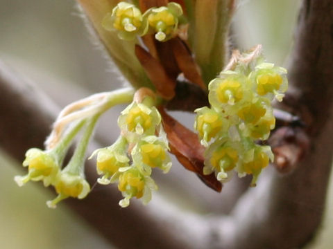 Lindera glauca