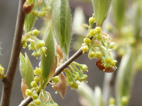 Lindera glauca