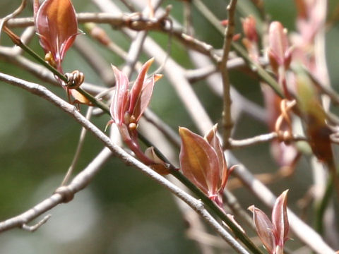 Lindera glauca