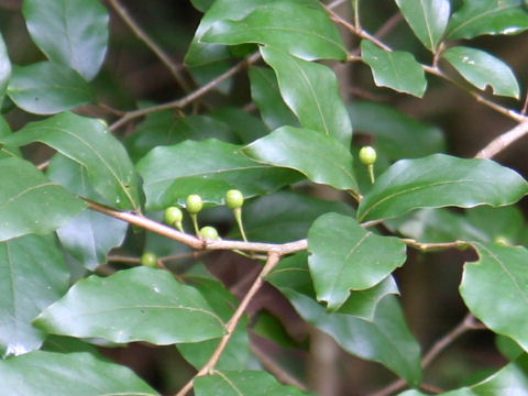 Lindera glauca