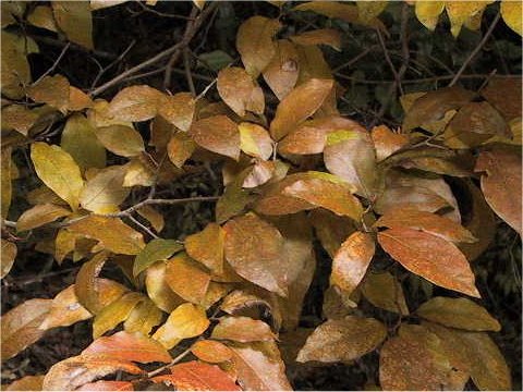 Lindera glauca