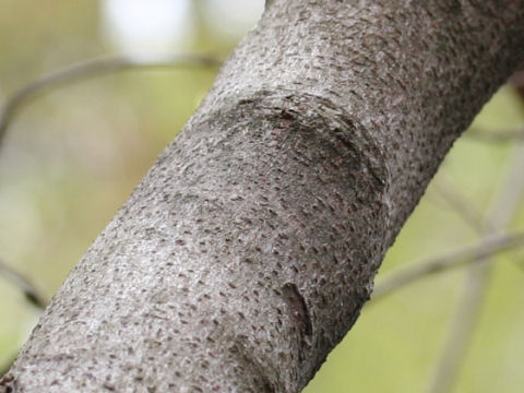 Lindera glauca