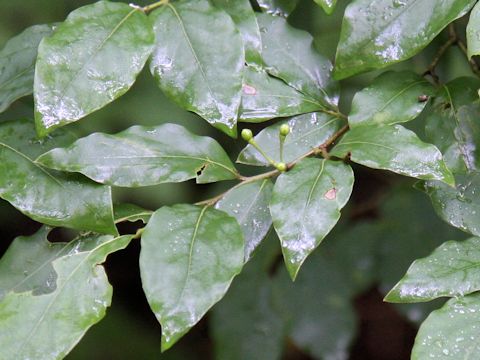 Lindera glauca