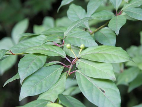 Lindera glauca