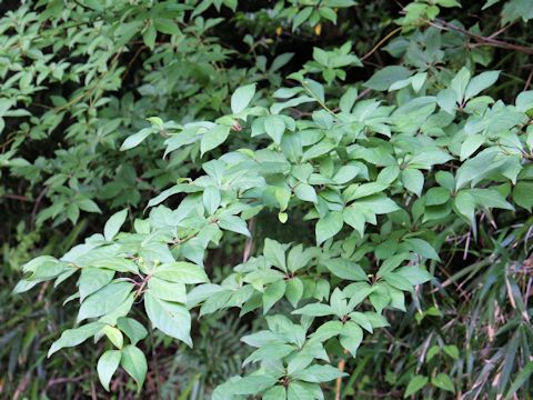 Lindera glauca