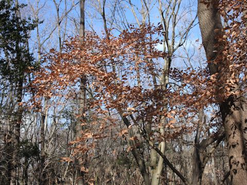 Lindera glauca