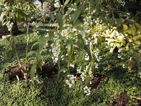 Cestrum nocturnum