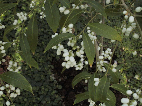 Cestrum nocturnum