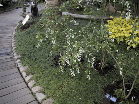 Cestrum nocturnum