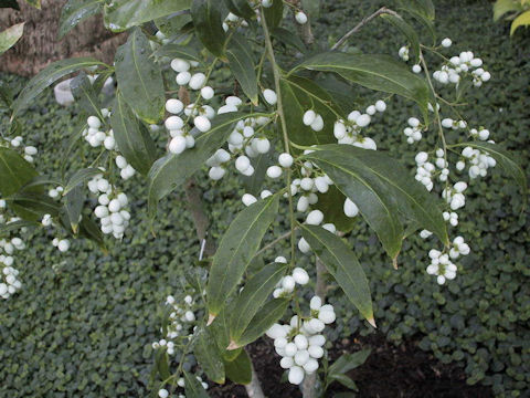 Cestrum nocturnum