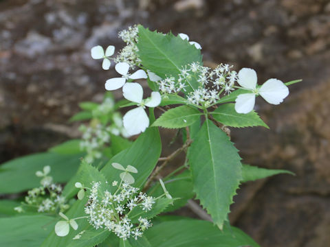 Hydrangea grosseserrata