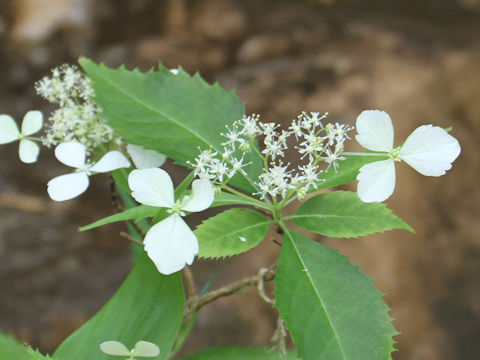 Hydrangea grosseserrata