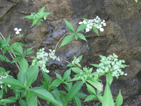 Hydrangea grosseserrata