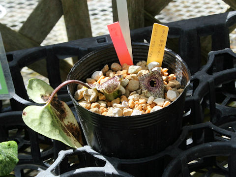 Asarum yakusimensis