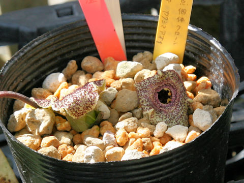 Asarum yakusimensis