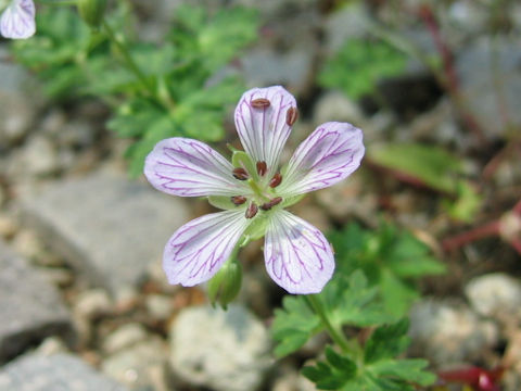 Geranium shikokianum var. yoshiianum